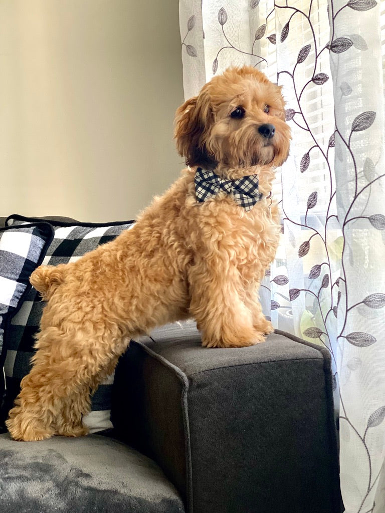 Cockapoo Puppies for Sale | Creekside Puppy Adoptions