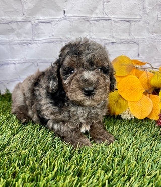 Hazel