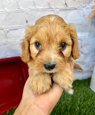 Oliver