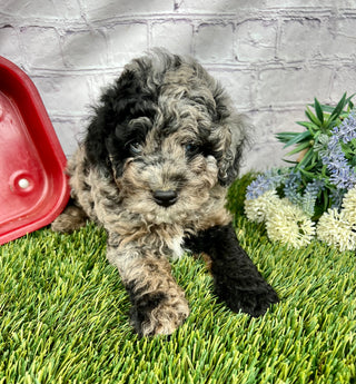 Max F1B