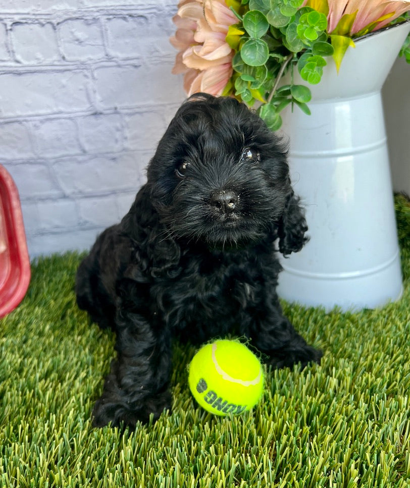 Cooper