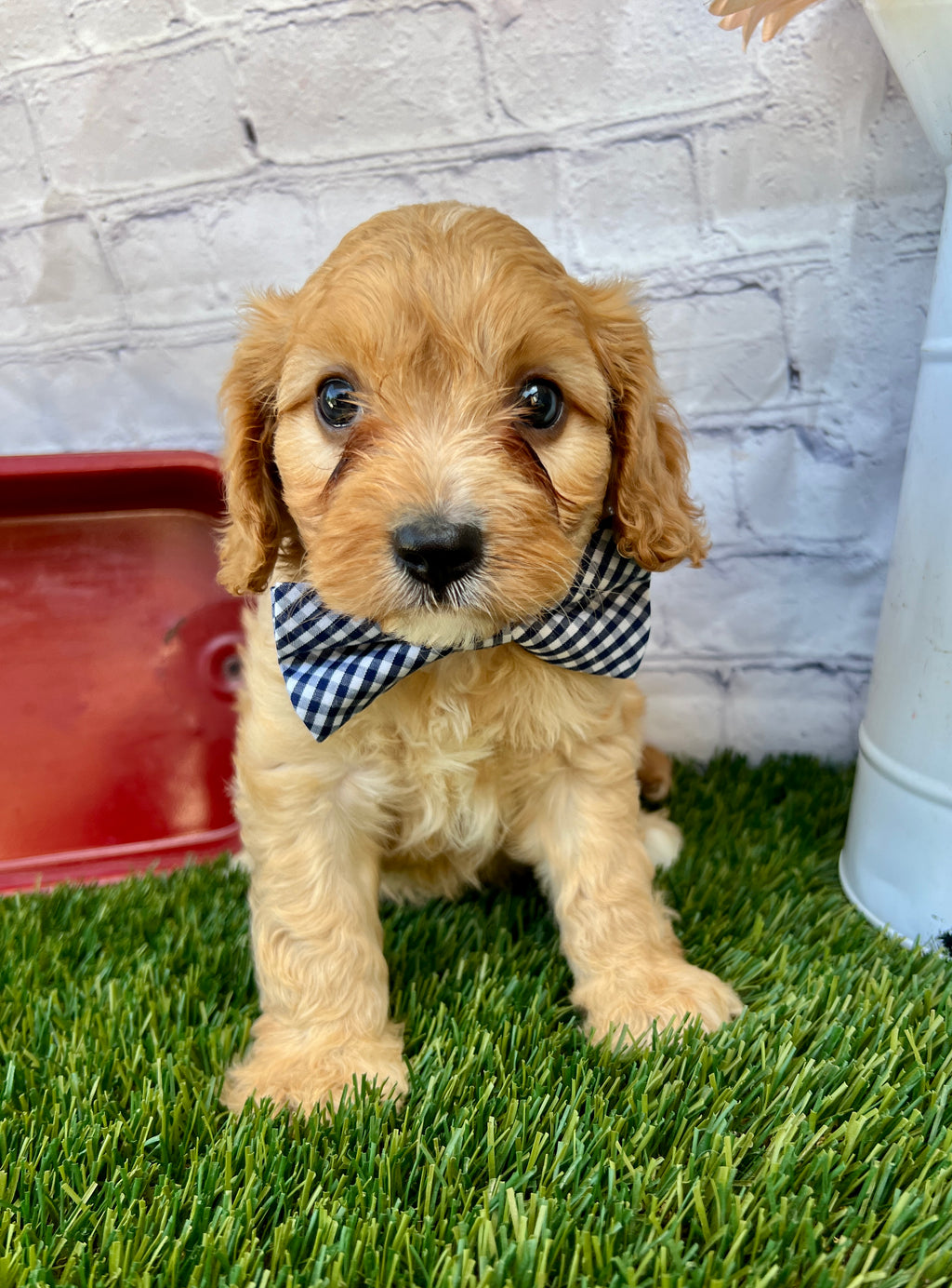 Oliver
