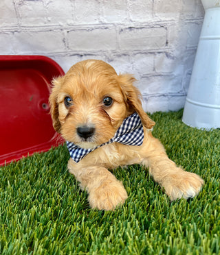 Oliver