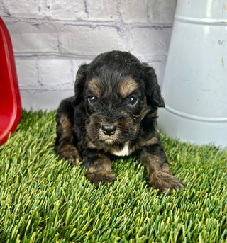 Gabby