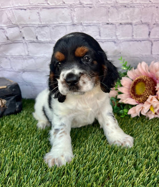 Benji