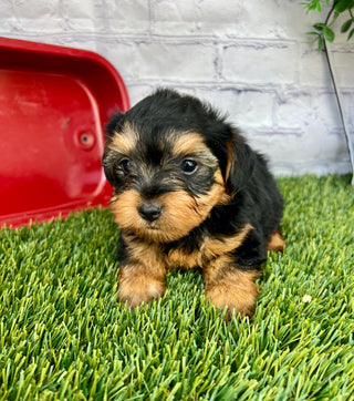 Toby