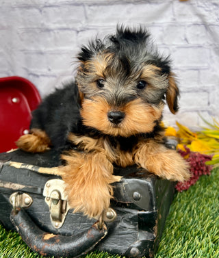 Toby