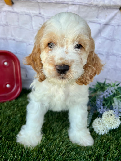Beverly