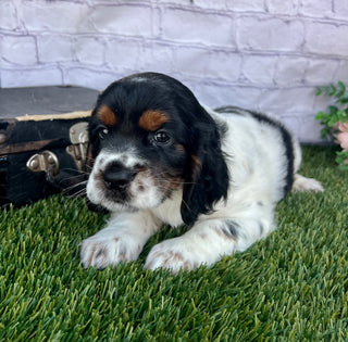 Benji