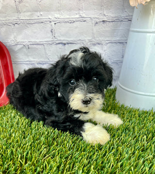 Layla F1B