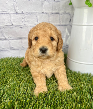 Sammy