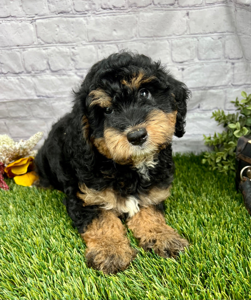 Scout F1B