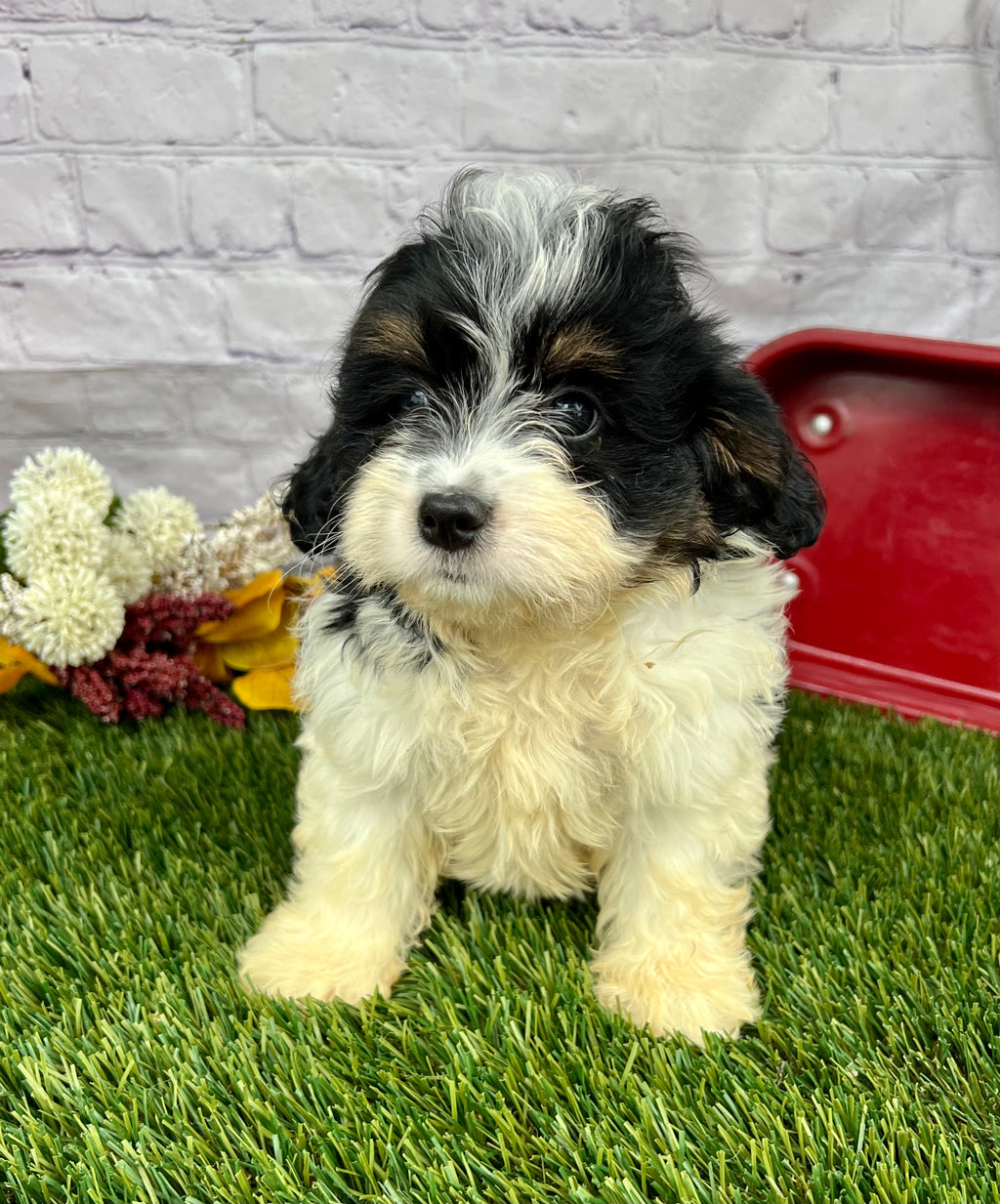Penny (Munchkin)