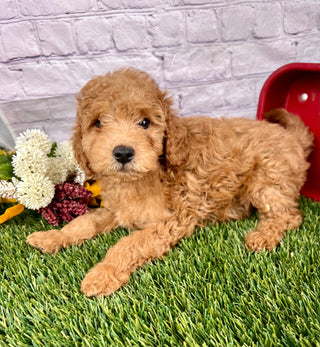 Ginger F1B