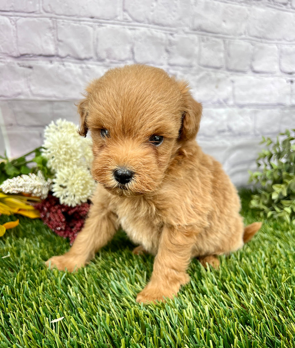 Oscar F1B