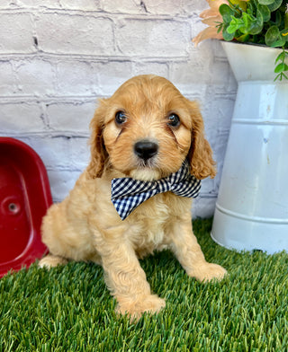 Oliver