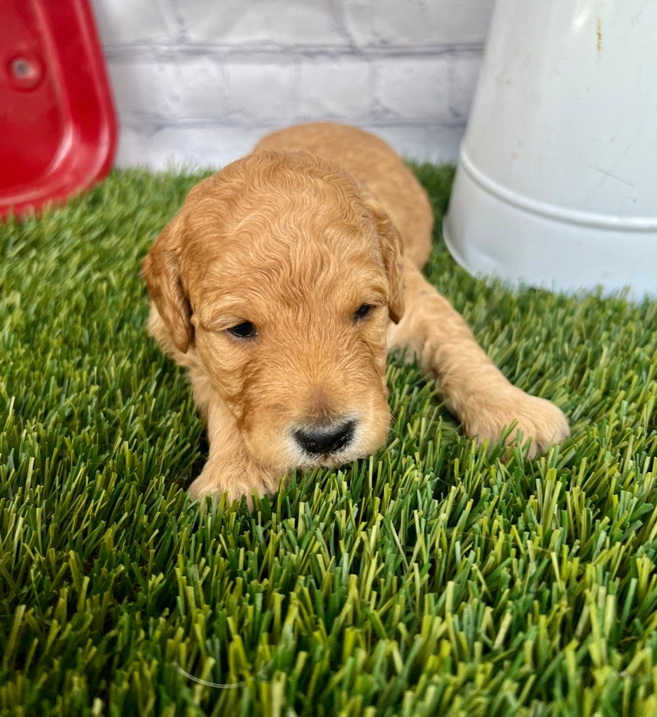 Sammy