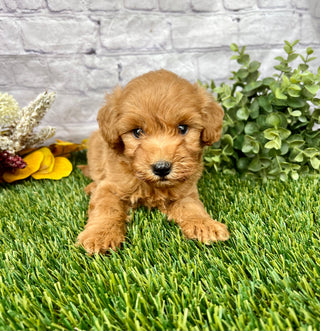 Oliver F1B
