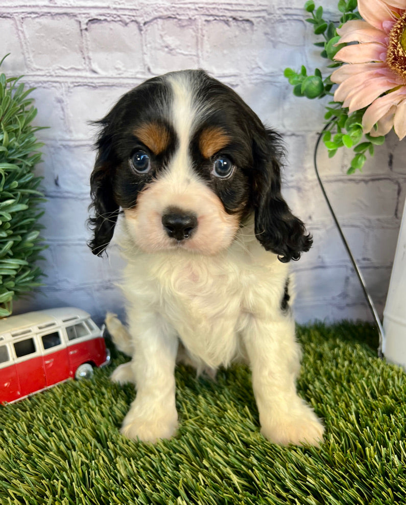 Gus