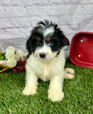 Parker (Munchkin)
