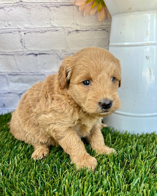 Penny F1B