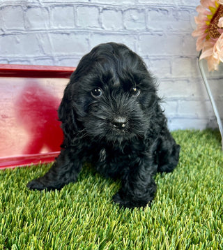 Cooper