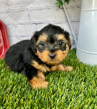 Toby