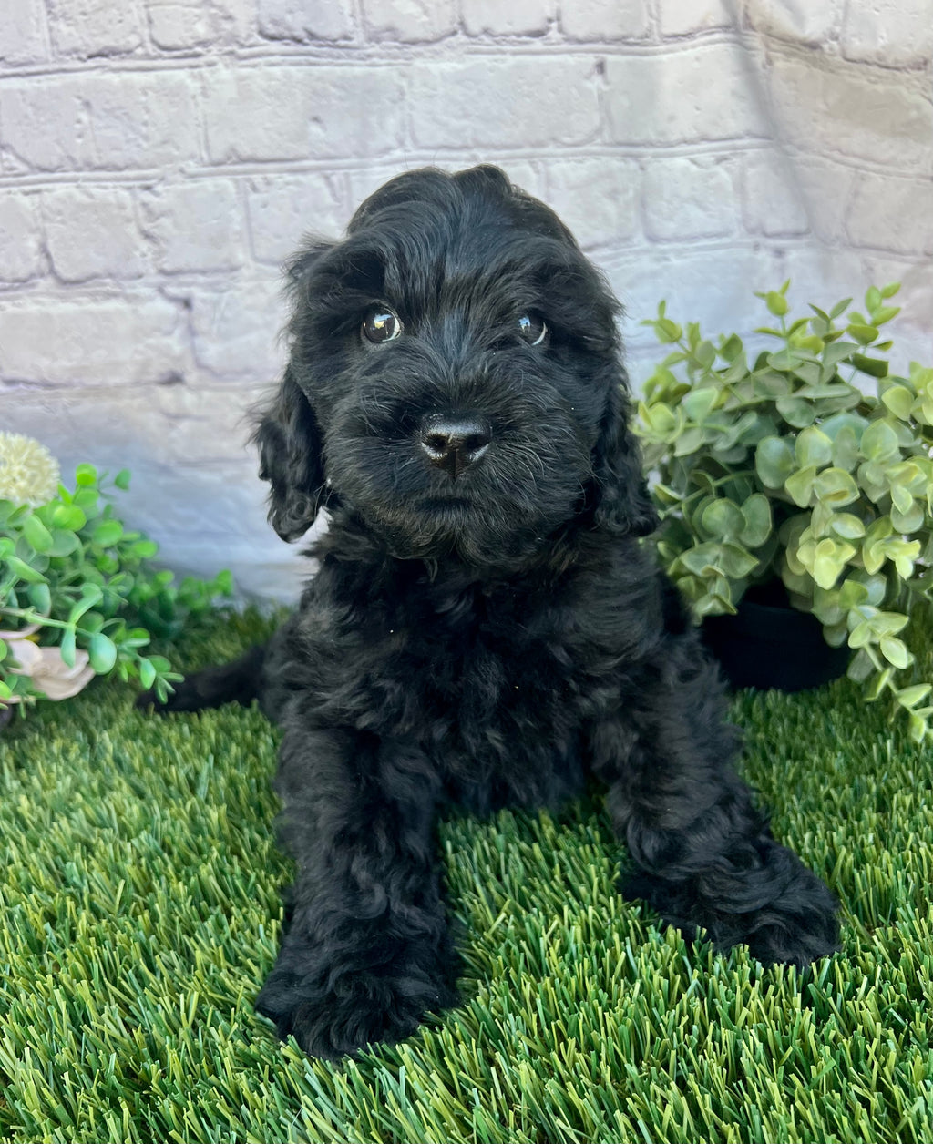 Dean F1B