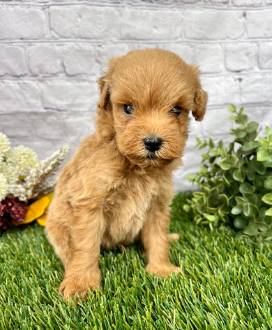 Oscar F1B