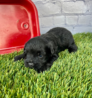Cooper