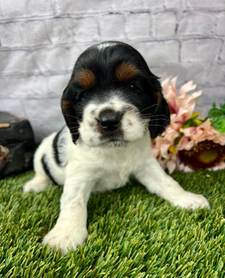 Benji