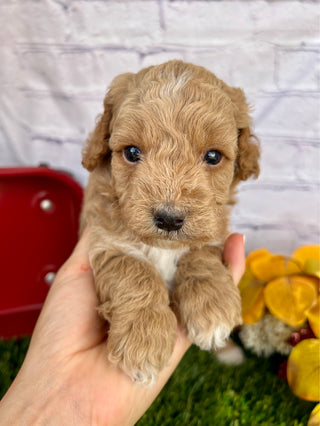 Bentley