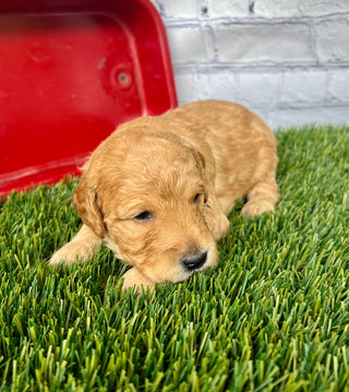 Sammy
