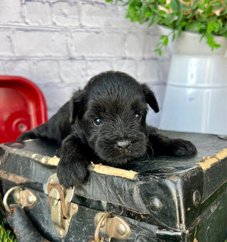 Cooper