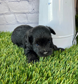 Cooper