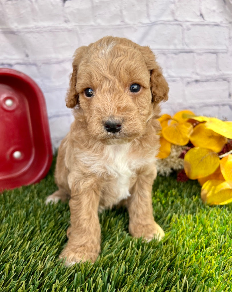 Bentley