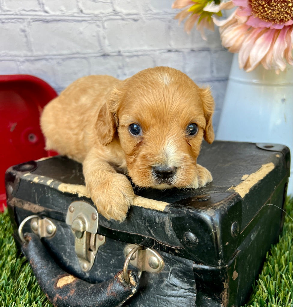 Oliver