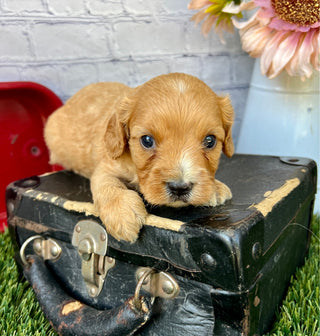 Oliver