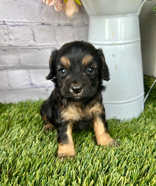 Gus