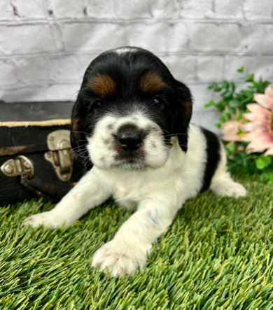 Benji