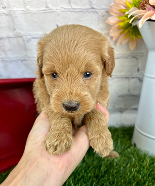 Penny F1B