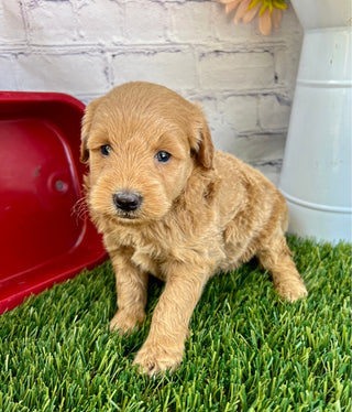 Penny F1B