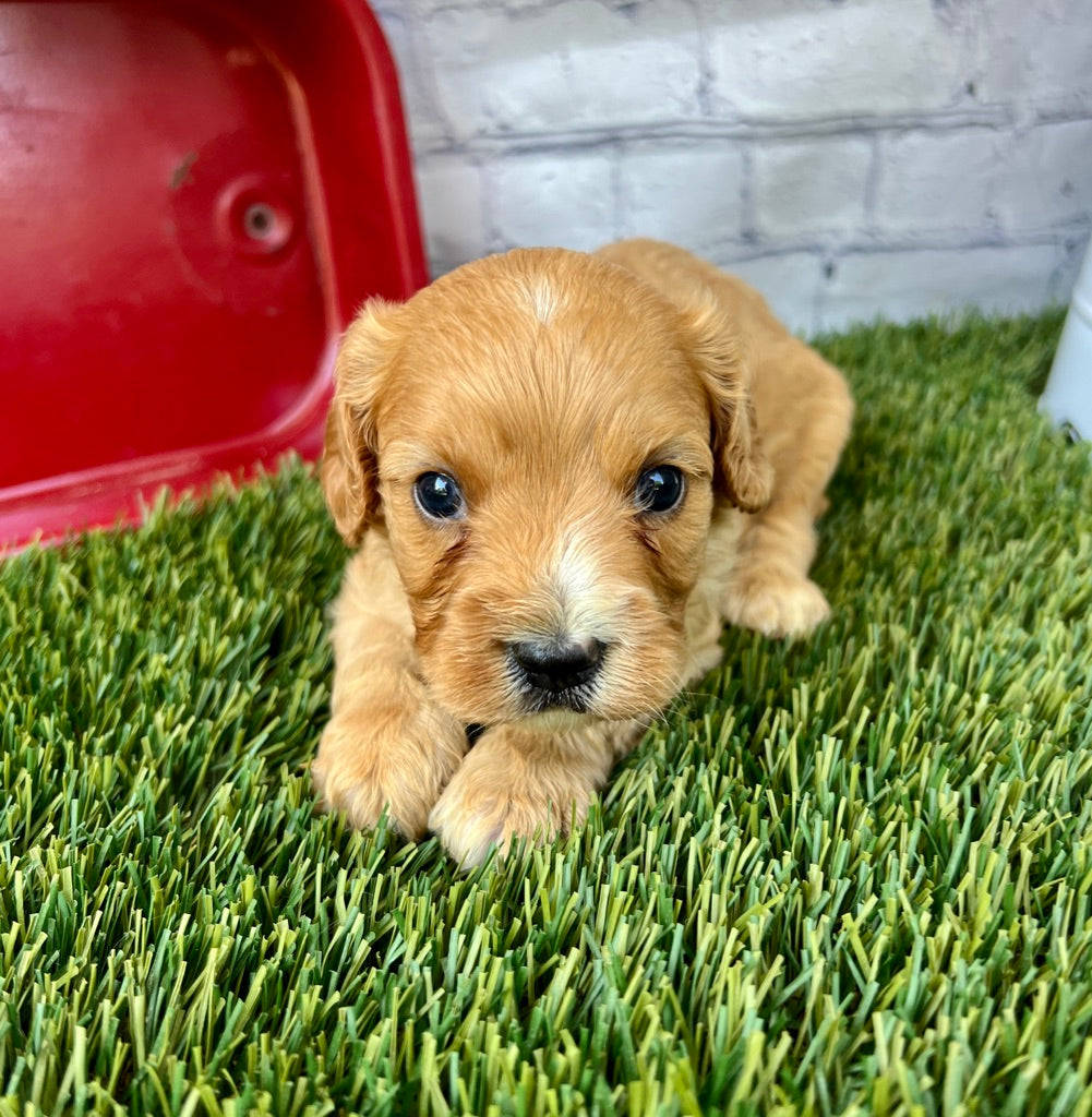 Oliver