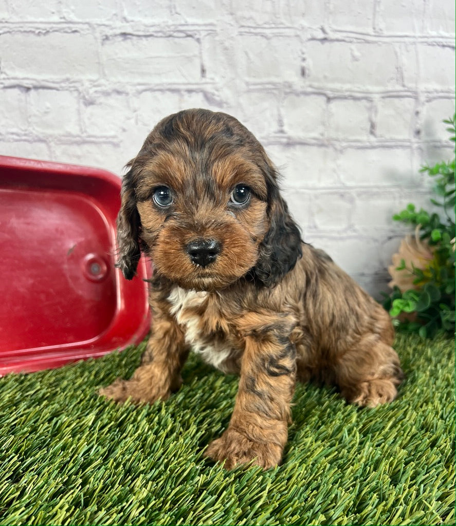 Adopting a Cockapoo Puppy