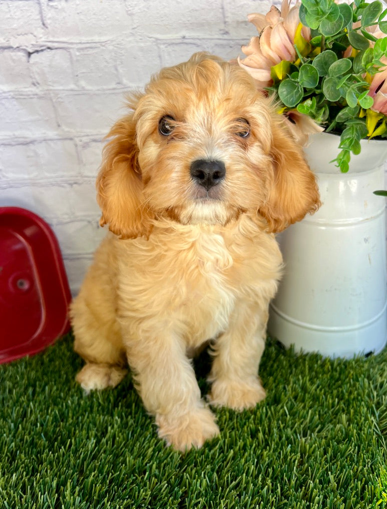 Oliver