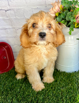 Oliver