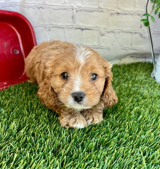 Ella