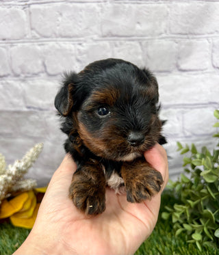Victor
