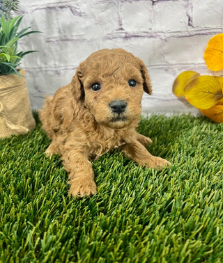 Ginger F1B