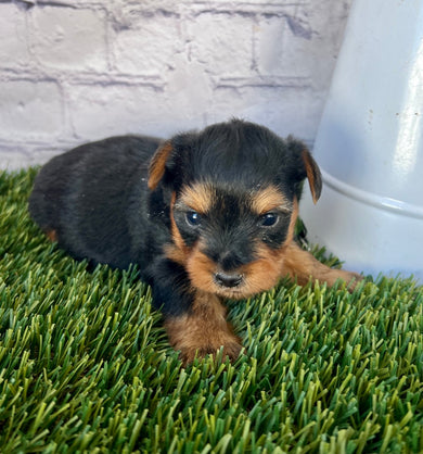 Toby